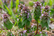 Lamium purpureum. Purple dead nettle flowering plants.