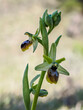 close-up of spider ophrys flower (ophrys aranifera)