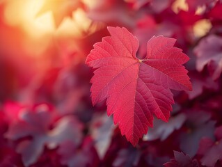 Wall Mural - Red grape leaf, herbal ingredients. Skincare cosmetic product. Red grape leaf extract, remedy for varicose veinsoil