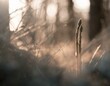 A close view of wild asparagus spears peeking out from underbrush in a forest, with the natural environment highlighting the foraging process