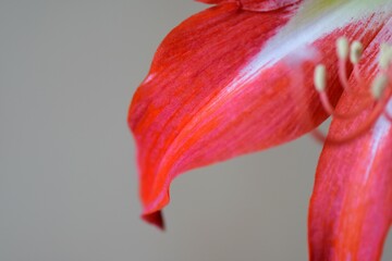 Poster - red petal of lily flower