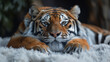 Tiger, undomesticated cat, animals in the wild, striped, fur