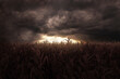 Withered cornfield in front of dramatic sky. 3D Rendering