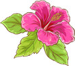 Hibiscus  Branch Colored Detailed Illustration