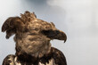 detailed profile of a majestic martial eagle with a piercing gaze