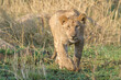 Young African Lion (Panthera leo) cub walking on savanna, looking at camera, Serengeti national park, Tanzania.