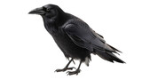 raven on white background