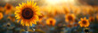 Cheerful spring flower blossoming meadow with sun,
A field of sunflowers with the sun setting behind it
