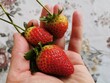 Red ripe strawberries just picked in your hand