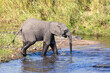 Young elephant drinking water
