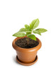 Avocado Sapling With New Leaves In A Small Plastic Pot, Isolated On White Surface