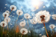Dandelion seeds  blowing in the wind make a wish flowers