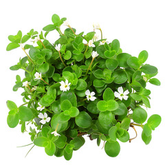 Brahmi Bacopa monnieri Ayurveda herb natural medicinal remedy ingredient, isolated on a transparent background