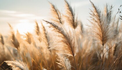 Poster - abstract natural background of soft plants cortaderia selloana moving in the wind bright and clear scene of plants similar to feather dusters