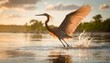 beautiful reddish egret dances in shallow water while hunting