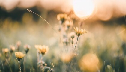 Wall Mural - abstract soft focus sunset field landscape of yellow flowers and grass meadow warm golden hour sunset sunrise time tranquil spring summer nature closeup and blurred forest background idyllic nature