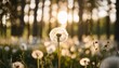 white dandelion in a forest at sunset abstract summer nature background
