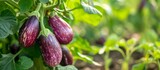 Fototapeta  - close up Growing eggplant harvest and producing vegetables cultivation. Concept of small eco green business organic farming gardening and healthy food