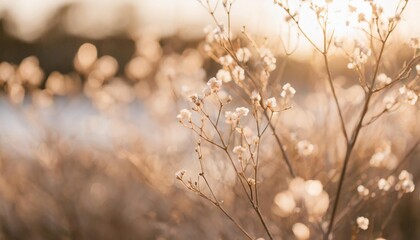 Poster - dry soft branches with tiny white flowers in blur natural plant decor