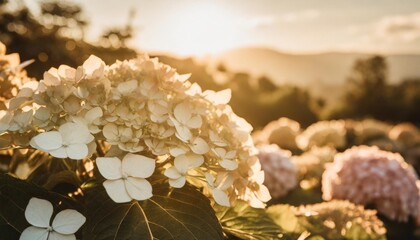 Sticker - colorful petals of hydrangea flowers as a background