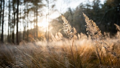 Poster - wild grass in a forest at sunrise blurred abstract nature background