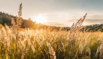 Poster - beautiful natural panoramic countryside landscape blooming wild high grass in nature at sunset warm summer pastoral scenery selective focusing on foreground