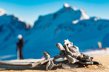 Wall Mural - Details of a stone rose in winter at Mount Fuessener Joechle, Graen, Reutte, Tyrol, Austria