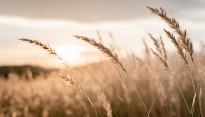 Poster - sunset in the field close view of grass stems against dusty sky calm and natural background