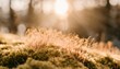 moss macro spring natural spring background with rays of sun moss nature