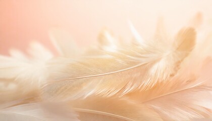 image nature art of wings bird soft pastel detail of design chicken feather texture white fluffy twirled on transparent background wallpaper abstract coral pink color trends and vintage