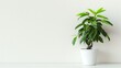 A solitary potted plant with vibrant green leaves against a pristine white wall