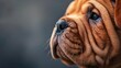 Generative AI : Close-up on facing Sharpei puppy head (11 weaks old)
