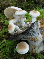 Wall Mural - Powdery piggyback mushrooms (Asterophora lycoperdoides) on the old guttulate Blackening Brittlegill mushroom (Russula nigricans)