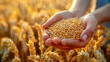 Farmer holding handful of wheat grains in hand, closeup view