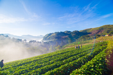 Wall Mural - Morning sunrise on mountain hill with strawberry field with fog