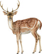 A deer with antlers stands in front of a white background