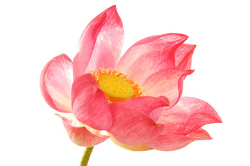 Wall Mural - lotus flower