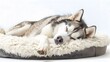 Siberian Husky sleeping in a Fluffy Bed
