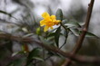 Small exotic yellow jessamine flower (Gelsemium sempervirens) in garden on blurred background