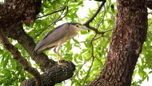 Close Up Of A Black Crowned Night Heron Perched On A Tree