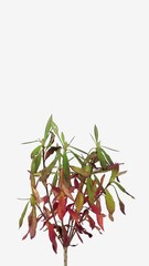 Wall Mural - Time lapse of drying red-green Rhododendron leaves, vertical orientation

