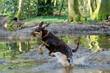 Side view of a beautiful brown mixed-breed dog with clear green eyes jumping out of water with a wood stick in the mouth in a wilderness area near Lyon called 