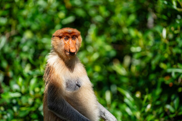 Family of wild Proboscis monkey or Nasalis larvatus, in the rainforest of island Borneo, Malaysia, close up