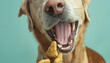 Happy golden retriever with mouth open catching treats in the air

