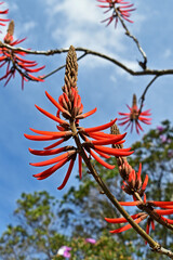 Wall Mural - Red flowers on tree (Erythrina speciosa) in Teresopolis, Rio de Janeiro, Brazil