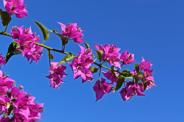 Wall Mural - Pink bougainvillea flowers (Bougainvillea spectabilis) and blue sky in Teresopolis, Rio de Janeiro, Brazil