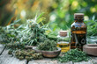Cannabis (or hemp or marijuana) dried flower buds, bottle of CBD oil, growing medical cannabis farm, natural alternative medicine