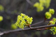 Maple flowers closeup selective focus