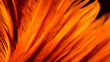Bright textured background of orange feathers