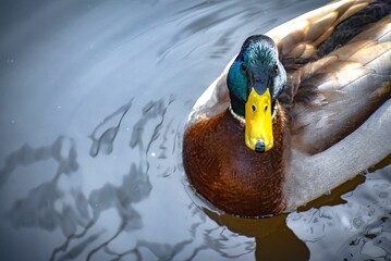 closeup of a cute little mallard duck swimming gracefully in a quiet pond under bright sunlight